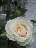 Sombreuil, 13. Mai 2006