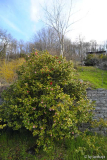alte kamelie(n)