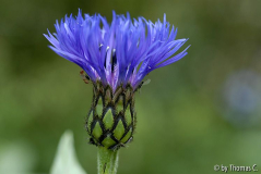 Bergflockenblume wird bearbeitet