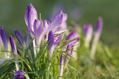 krokus_2013.JPG