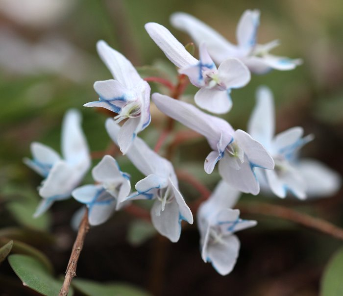Corydalis repens var. watanabei