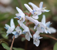Corydalis species