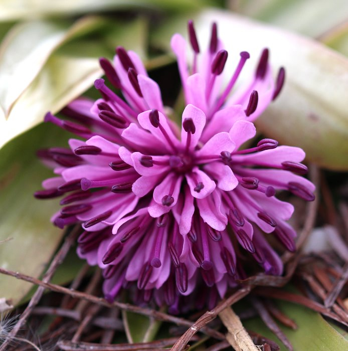 Heloniopsis orientalis