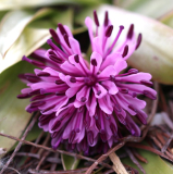 Heloniopsis orientalis