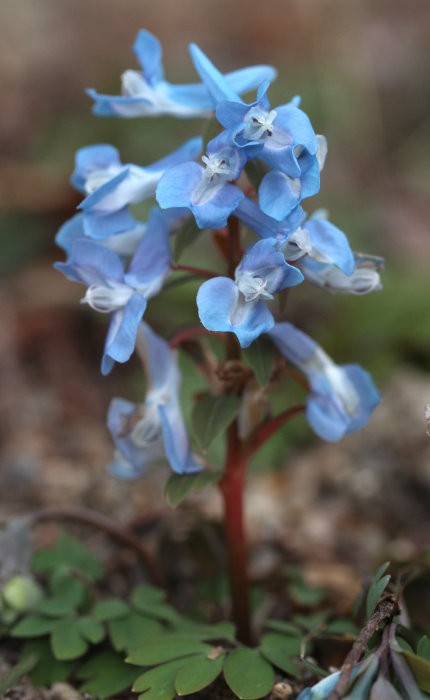 Corydalis fumariifolia