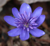 Hepatica transsylvanica