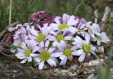 Callianthemum anemonoides