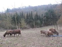 Die Soayschafe auf der großen Weide