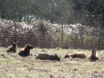 Die Soayschafe machen Siesta