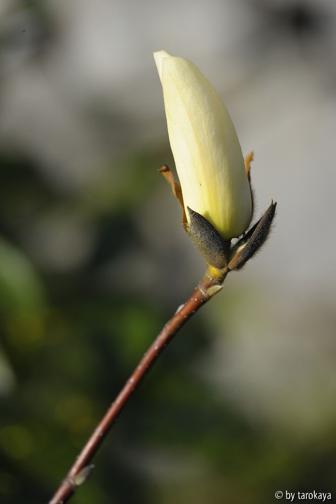 '