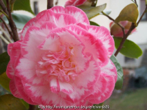 Margaret Davis