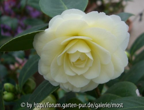 Dahlohnega 4/13