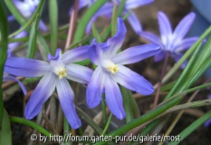 Scilla.jpg
