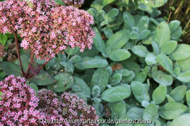 Sedum und Salbei