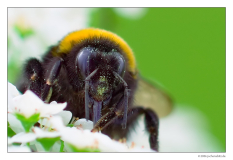 Hummel auf Tour