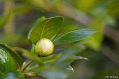 dahlohnega knospe2