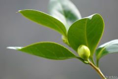 dahlohnega knospe