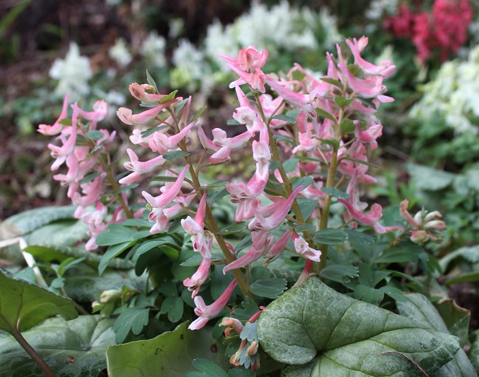 Corydalis solida - Sämling