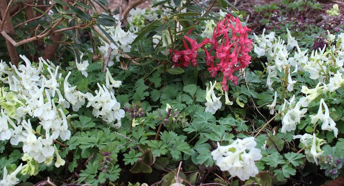 Corydalis solida + malkensis