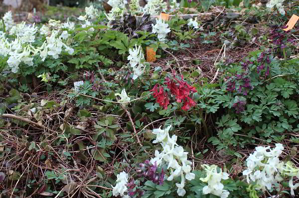 Corydalis solida + malkensis