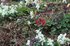 Corydalis solida + malkensis