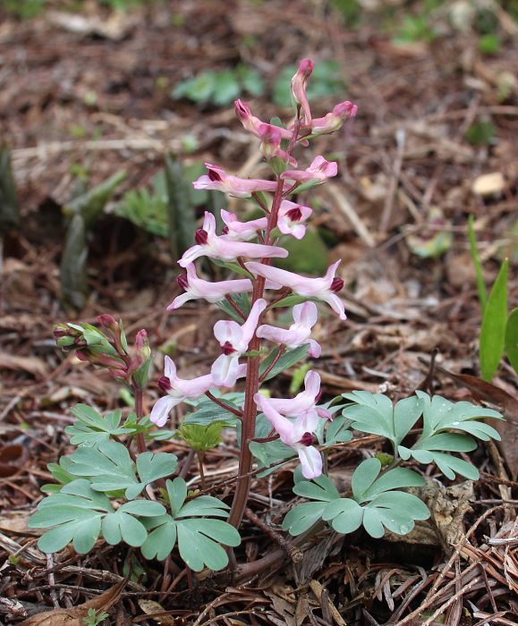 Corydalis integra