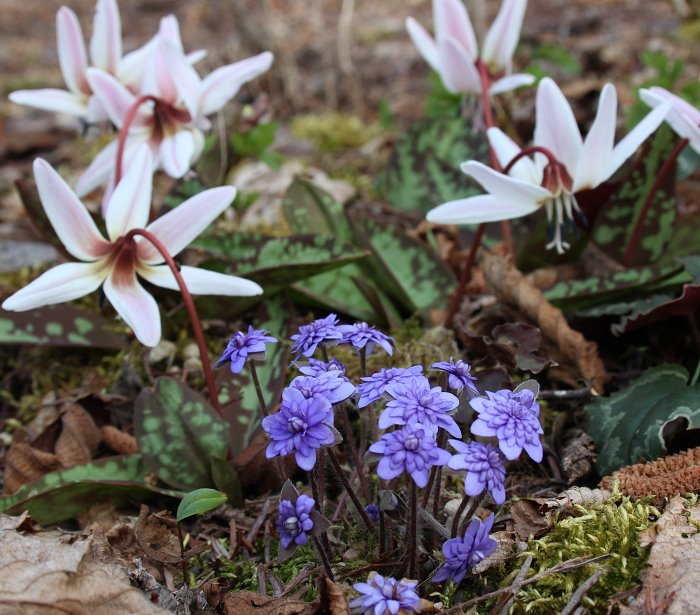 Hepatica nobilis gefüllt