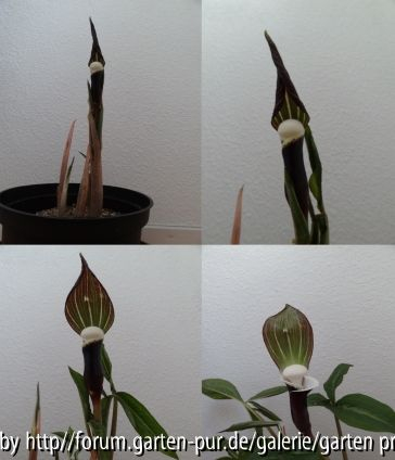 Arisaema sikokianum April 2013 collage