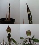 Arisaema sikokianum April 2013 collage
