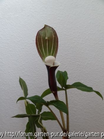 Arisaema sikokianum April 2013