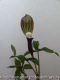 Arisaema sikokianum April 2013