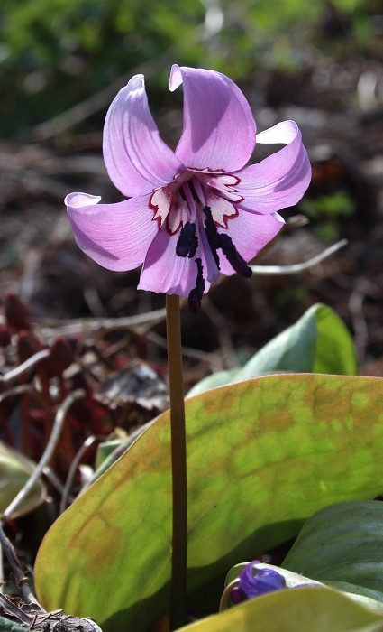 Erythronium japonicum