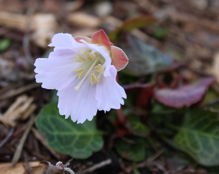 Shortia Sämling