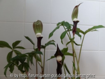 Arisaema sikkokianium group April 2013