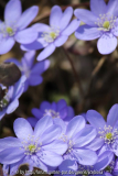 Hepatica, sehr helles blau