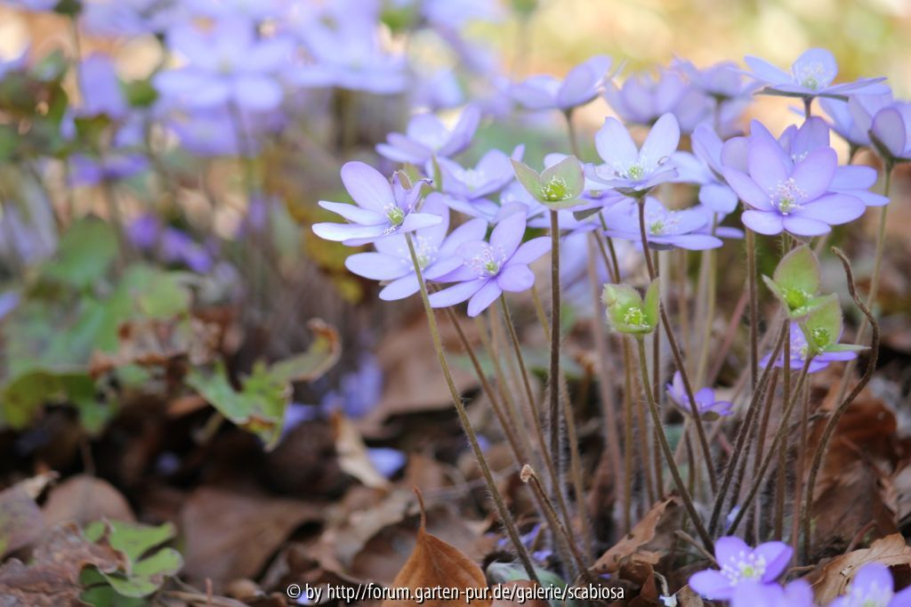 Hepatica, sehr helles blau, 2