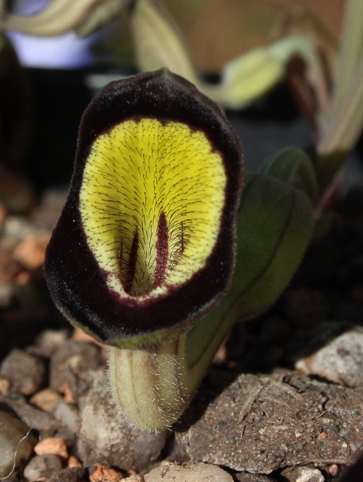 Aristolochia steupii