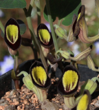 Aristolochia steupii