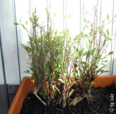 DSCN6790.JPG
