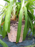 DSCN6786.JPG