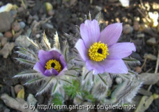 Pulsatilla violett.jpg