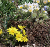 Pulsatilla vulgaris Alba+Adonis vernalis