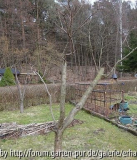 Pfirsichbaum nach Schnitt