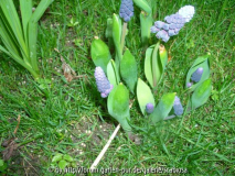Muscari latifolium