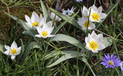 Tulipa polychroma