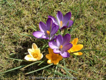 Krokus