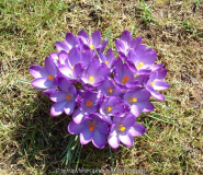 Krokus