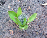 Hyazinthe