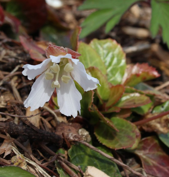 Shortia spec. Sämling