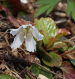 Shortia spec. Sämling